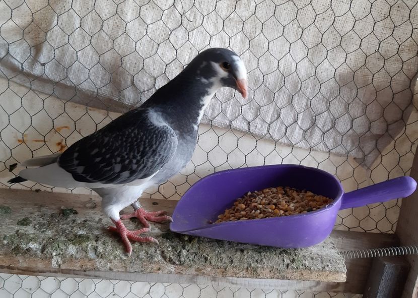  - Voiajori standard pui 2020