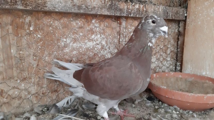 20200826_103009(0) - Voiajori standard pui 2020