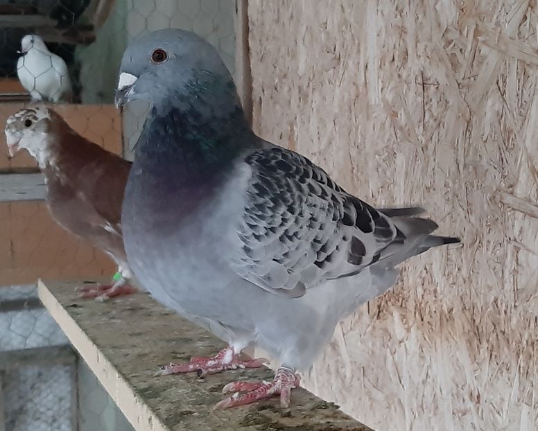  - Voiajori standard pui 2020