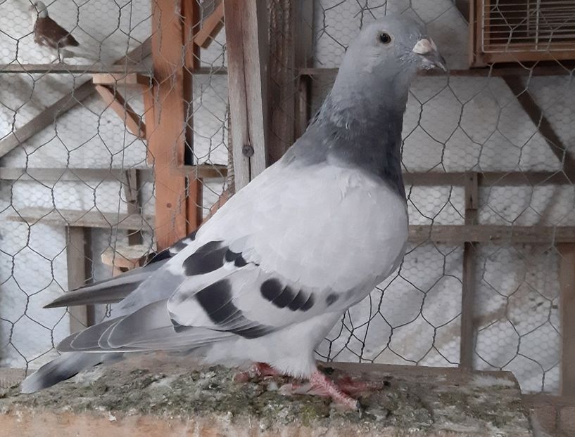  - Voiajori standard pui 2020