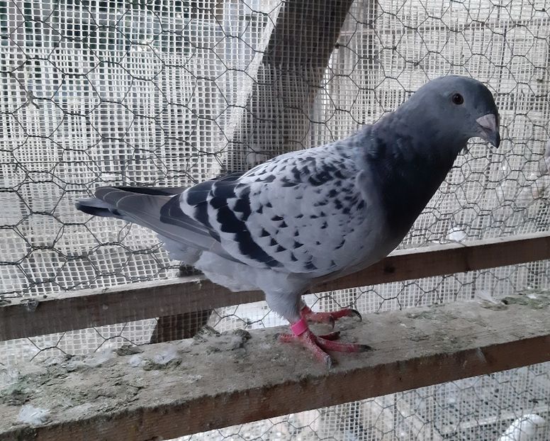  - Voiajori standard pui 2020