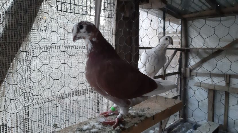  - Voiajori standard pui 2020