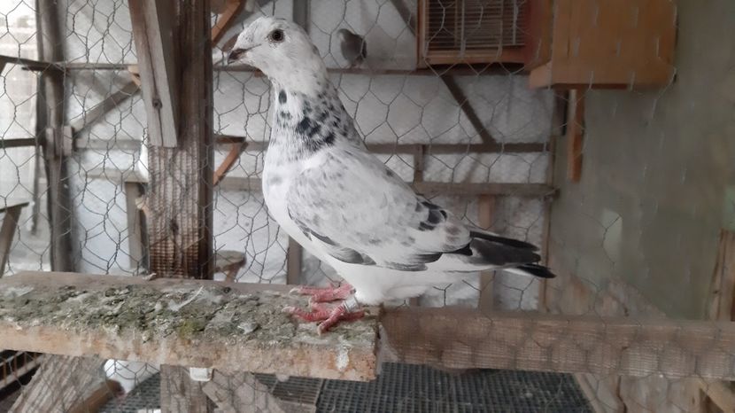  - Voiajori standard pui 2020