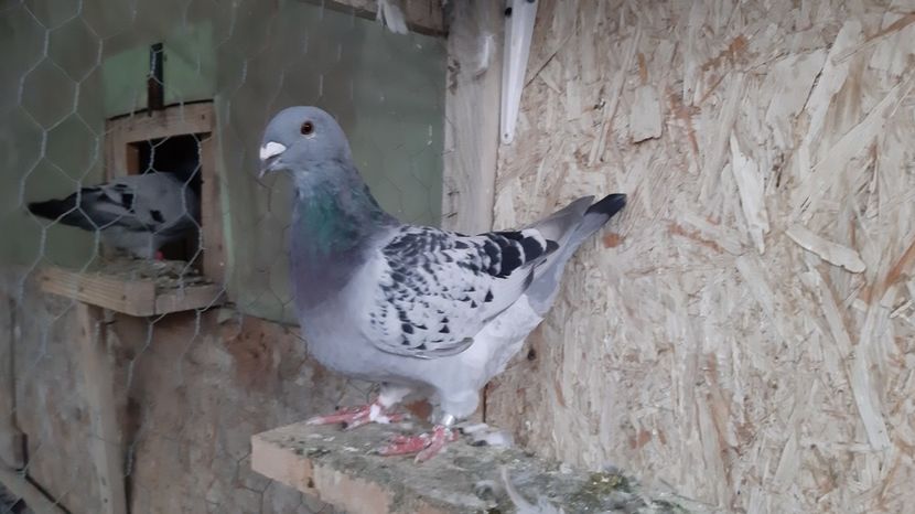  - Voiajori standard pui 2020