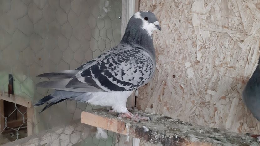  - Voiajori standard pui 2020