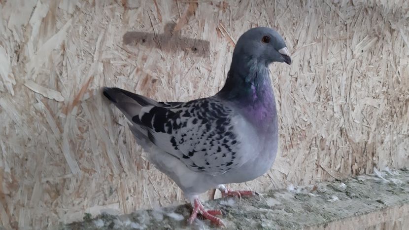  - Voiajori standard pui 2020