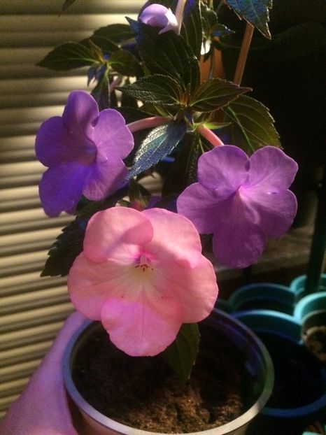 Kim Blue& Harecroft - Comparații