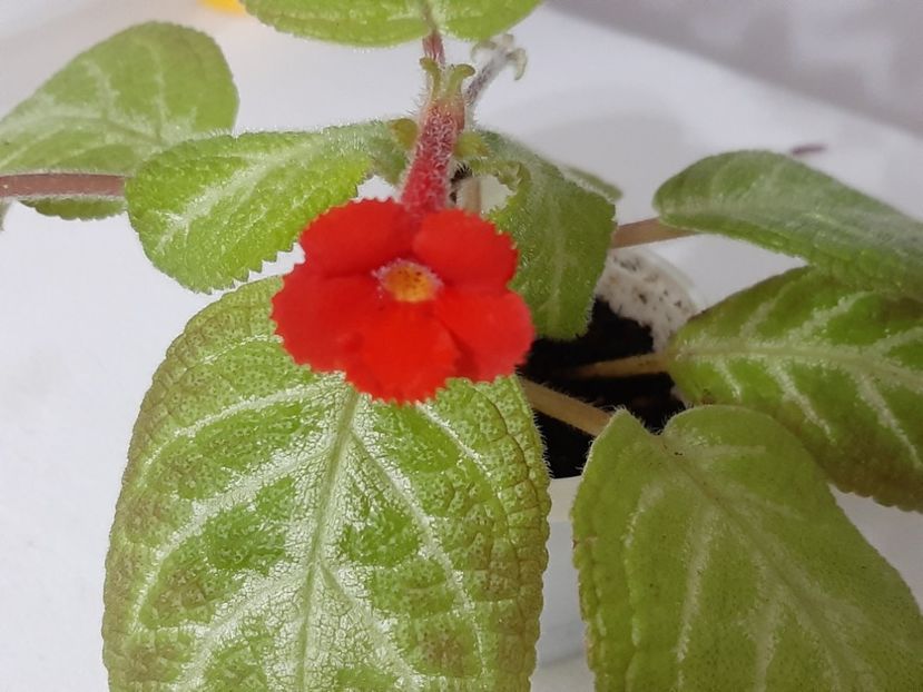  - episcia