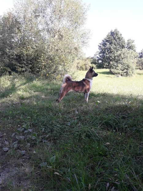Kiba - Akita american