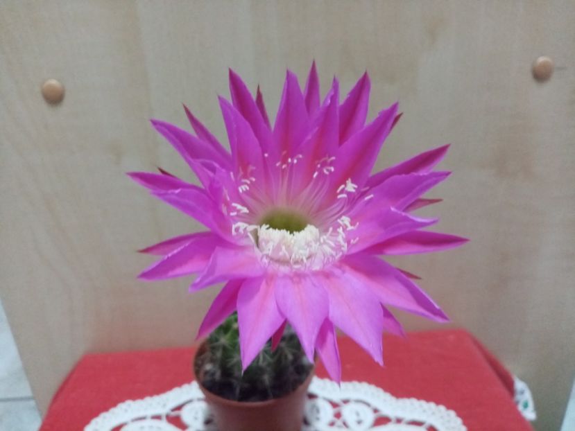  - Cactusi suculente 2020
