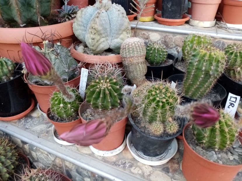  - Cactusi suculente 2020