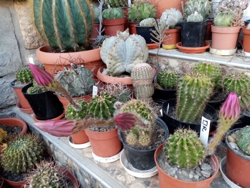  - Cactusi suculente 2020