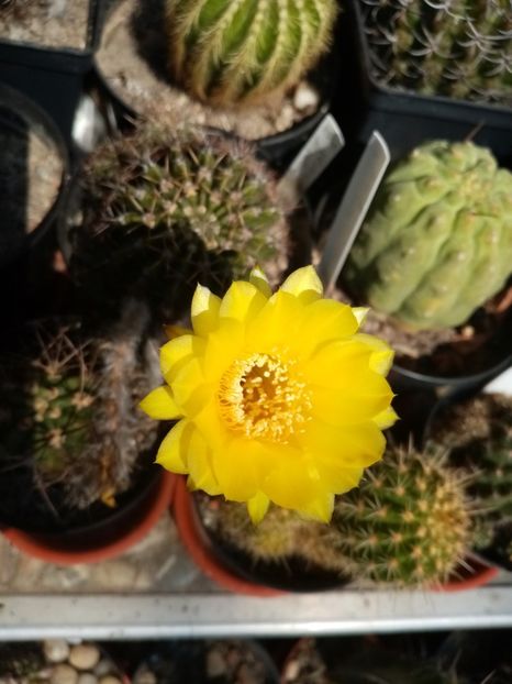  - Cactusi suculente 2020