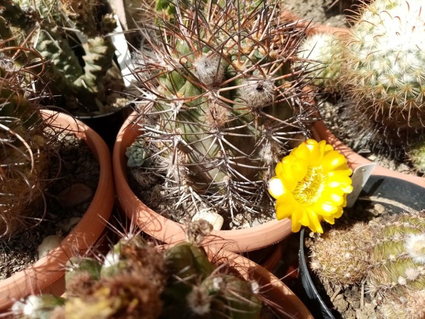  - Cactusi suculente 2020