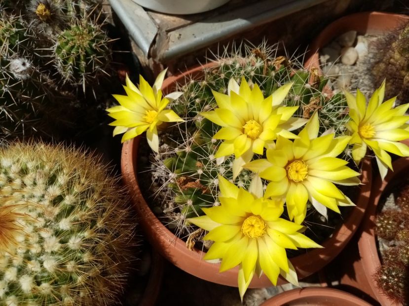  - Cactusi suculente 2020