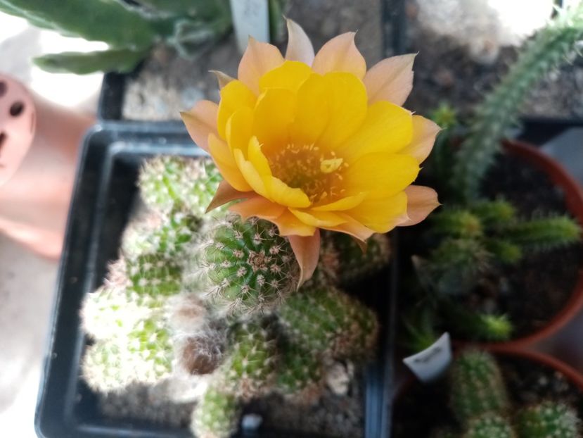  - Cactusi suculente 2020
