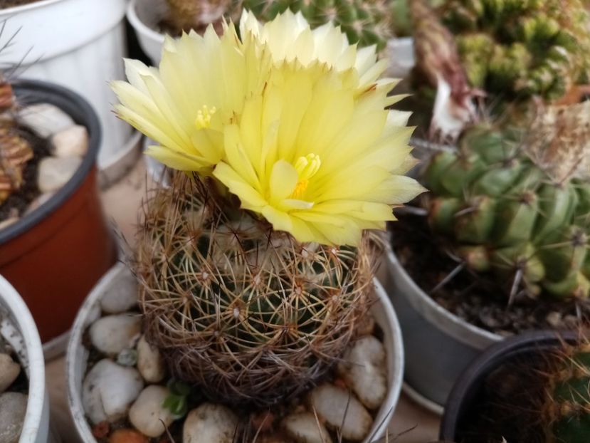  - Cactusi suculente 2020