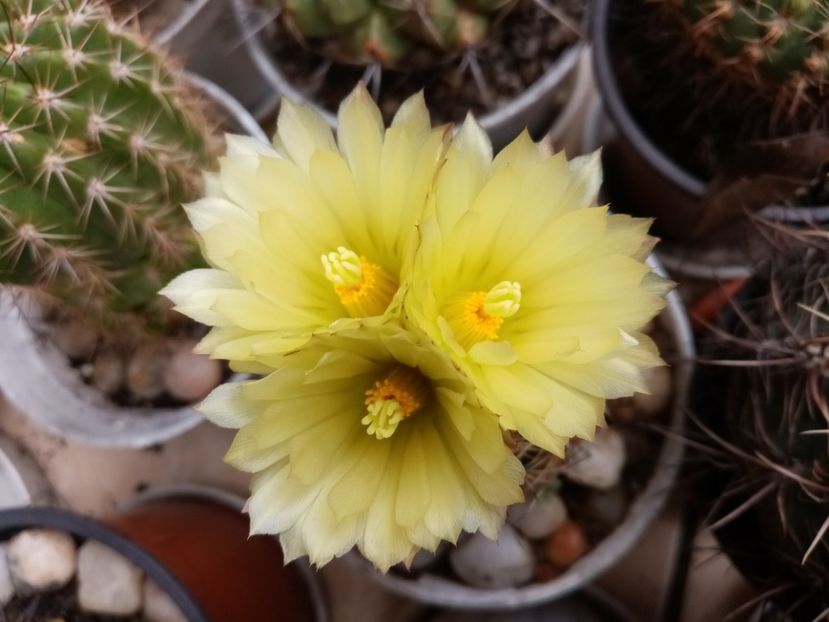  - Cactusi suculente 2020
