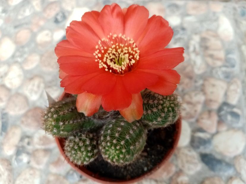  - Cactusi suculente 2020