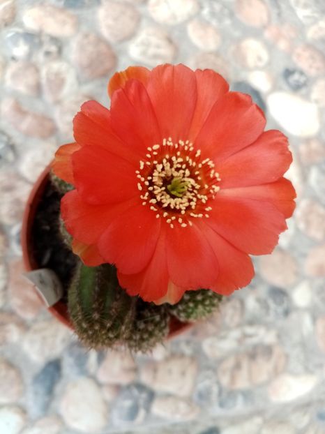  - Cactusi suculente 2020