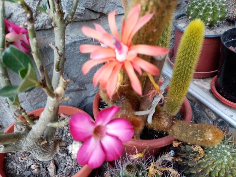  - Cactusi suculente 2020