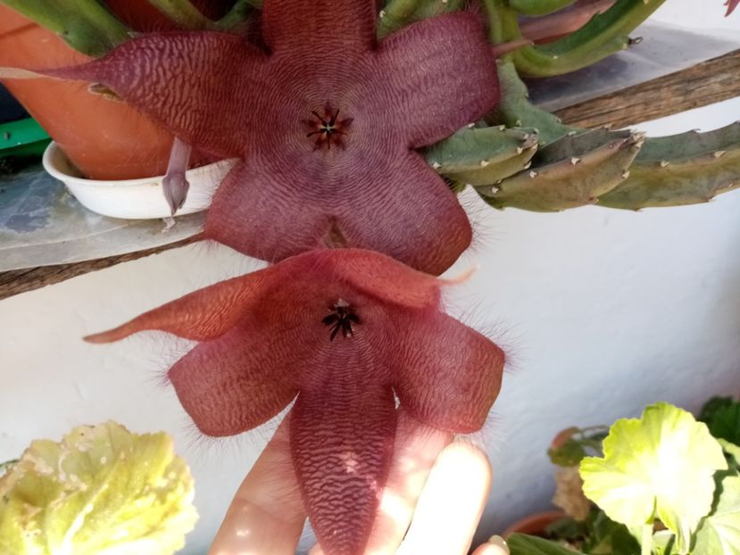  - Cactusi suculente 2020