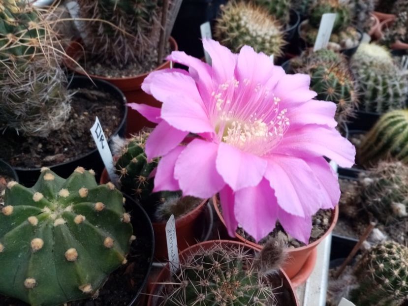  - Cactusi suculente 2020