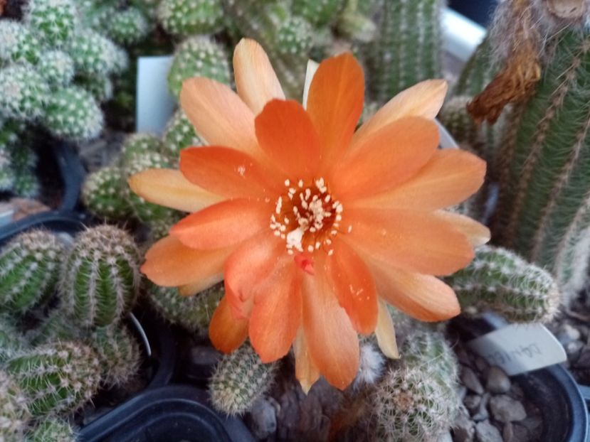  - Cactusi suculente 2020