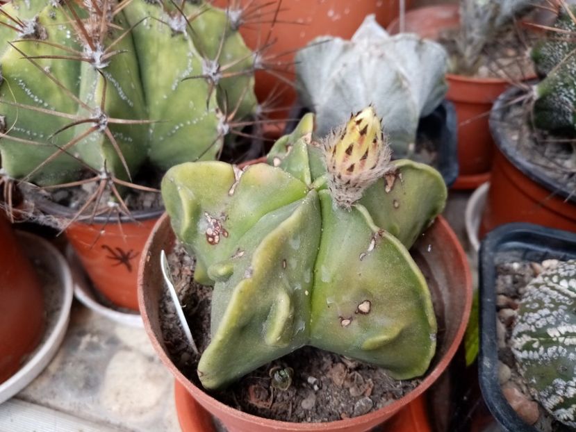  - Cactusi suculente 2020