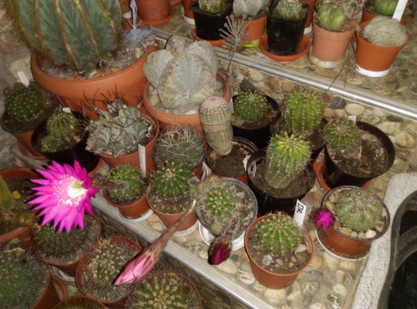  - Cactusi suculente 2020