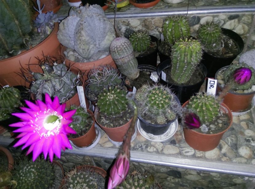  - Cactusi suculente 2020