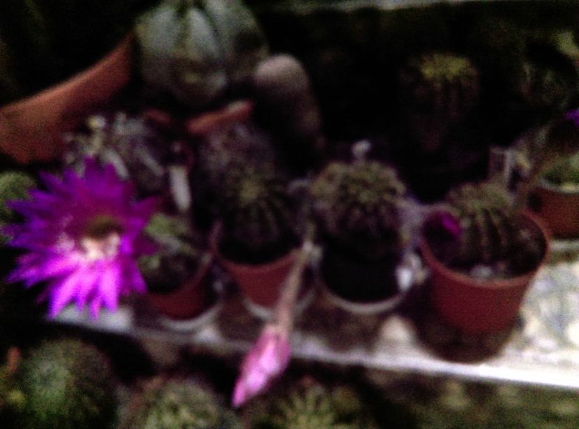  - Cactusi suculente 2020
