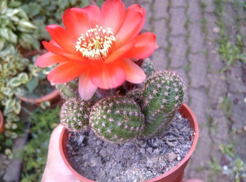  - Cactusi suculente 2020