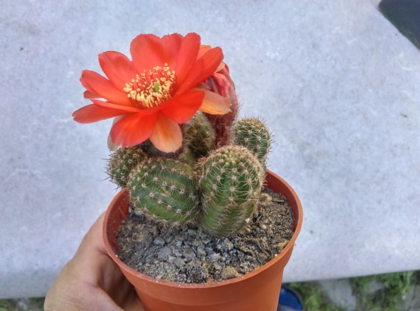  - Cactusi suculente 2020
