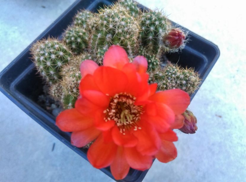 - Cactusi suculente 2020