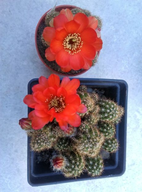  - Cactusi suculente 2020