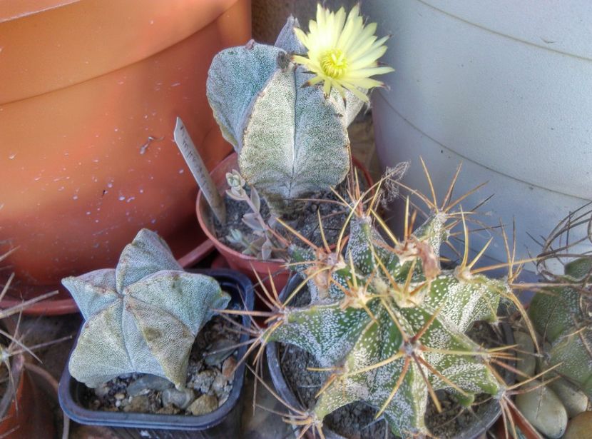  - Cactusi suculente 2020