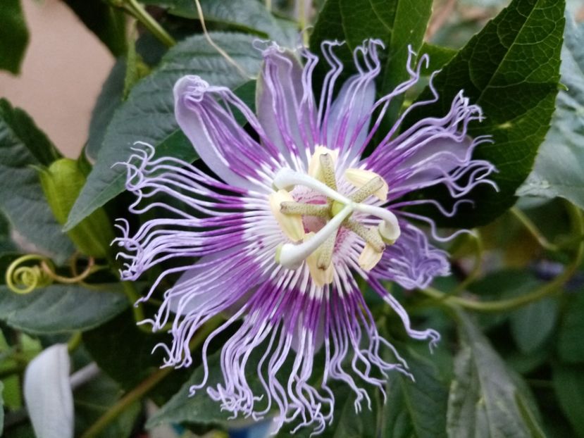  - Passiflora 2020