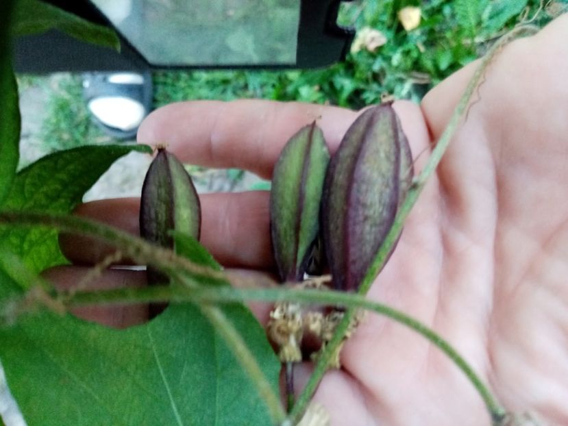  - Passiflora 2020