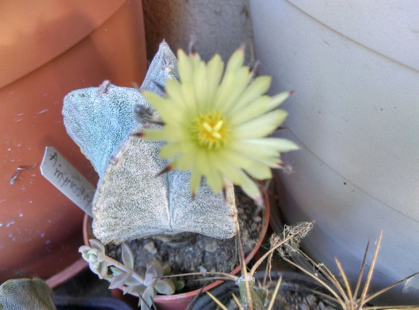  - Cactusi suculente 2020