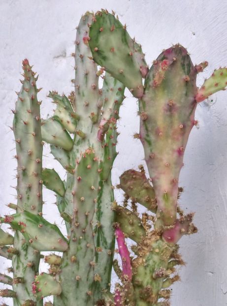  - Cactusi suculente 2020