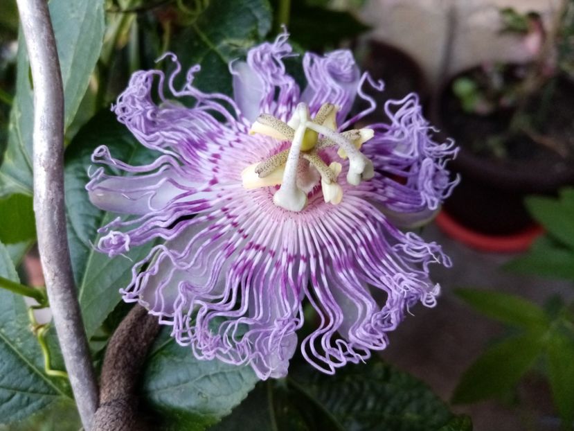  - Passiflora 2020