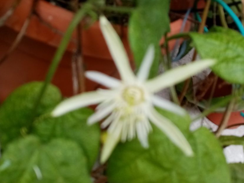  - Passiflora 2020
