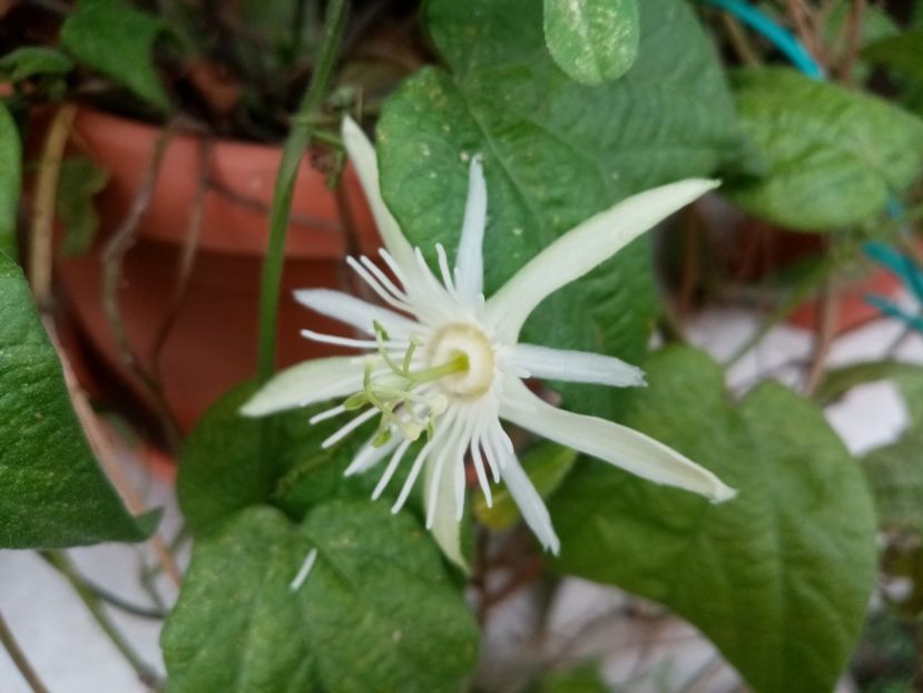  - Passiflora 2020