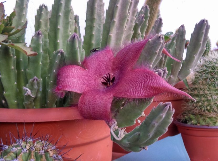  - Cactusi suculente 2020