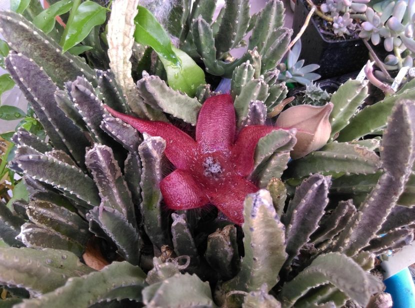  - Cactusi suculente 2020