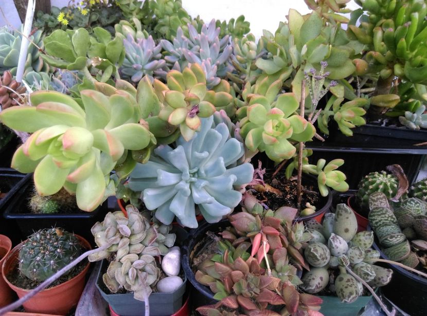  - Cactusi suculente 2020
