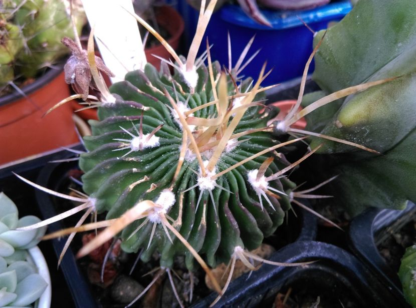  - Cactusi suculente 2020