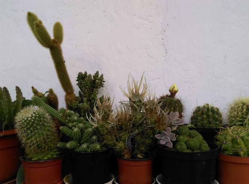  - Cactusi suculente 2020