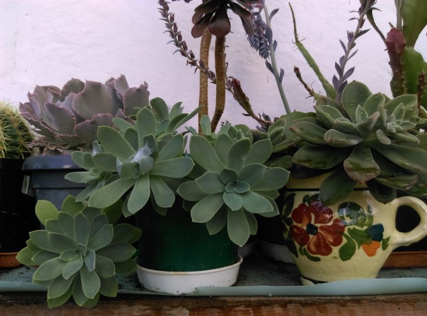  - Cactusi suculente 2020